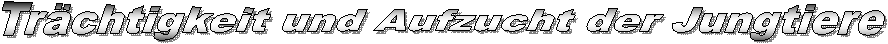 Trchtigkeit und Aufzucht der Jungtiere
